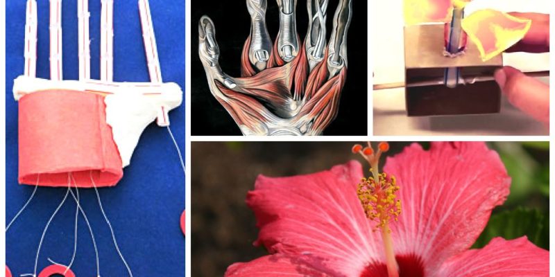TAME Engineering Adventure: Biomimicry! A hands-on activity challenging middle school and high school students to build robot hands and flowers, to think like biologists and biomedical engineers!